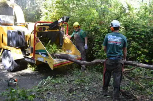 tree services Citrus Heights